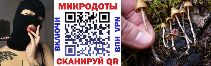 Купить закладки  Советск  Псилоцибиновые грибы Cubensis 